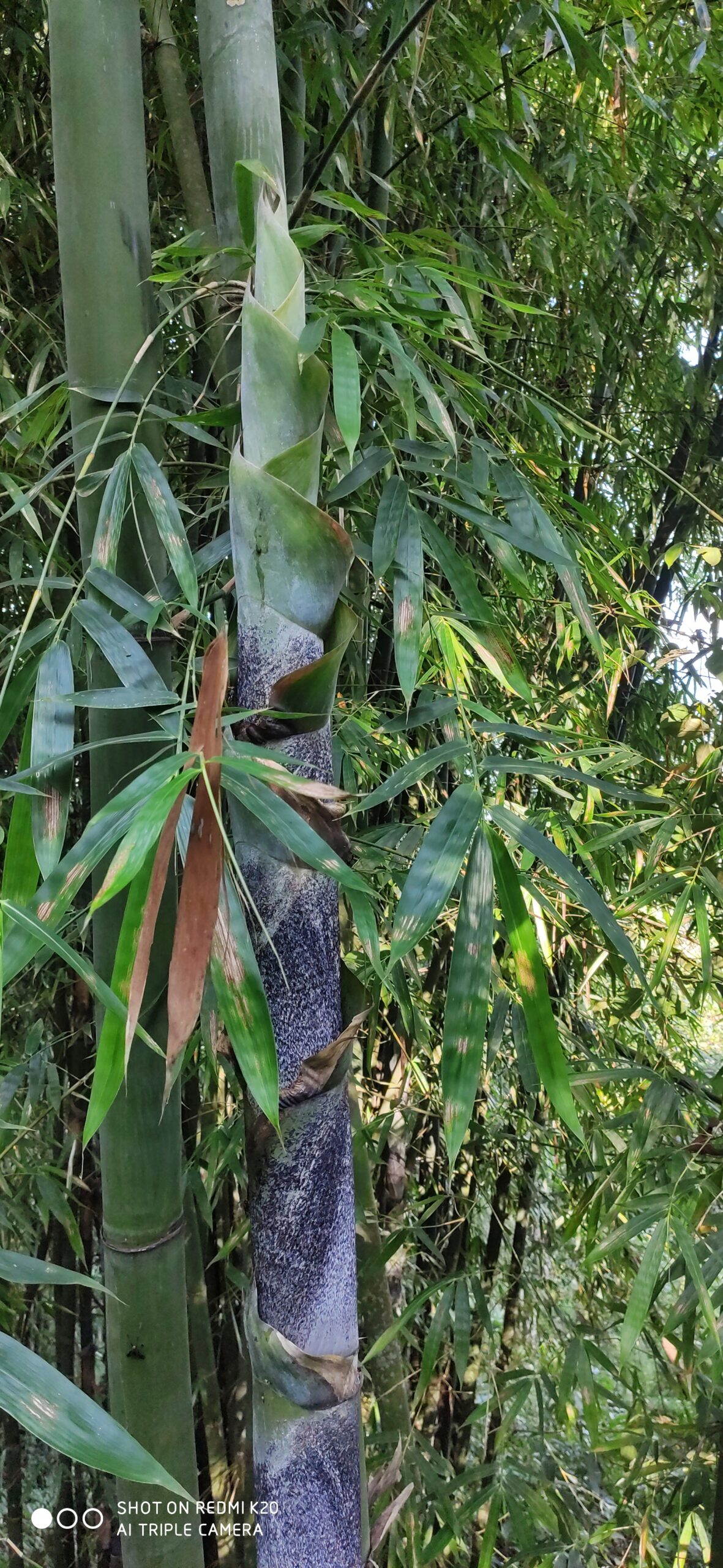 Bambusa teres
