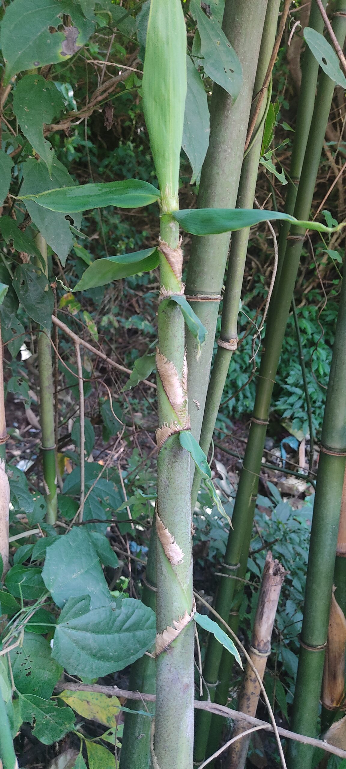 Ampelocalamus patellaris